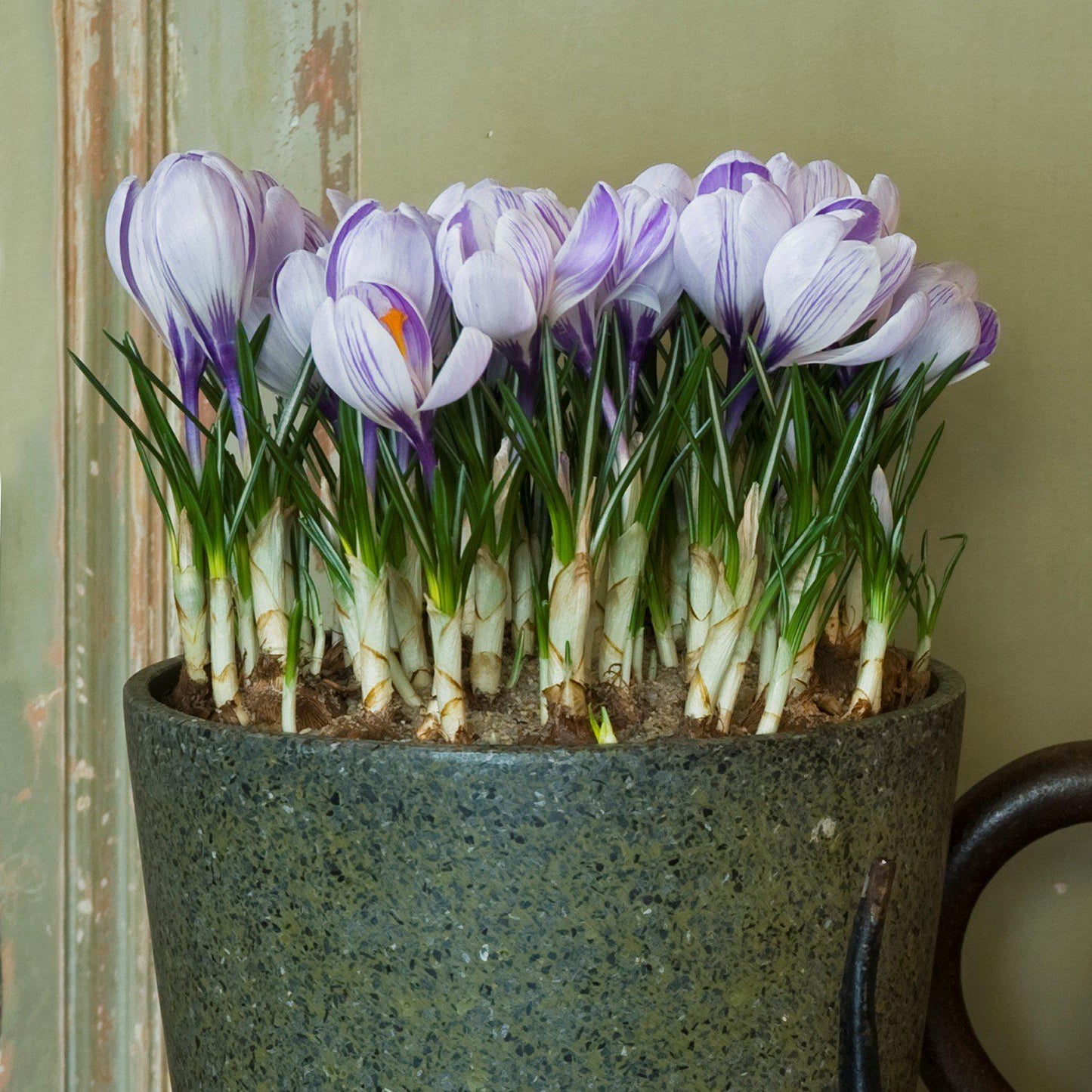 Crocus - King of the Striped