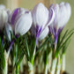 Crocus - King of the Striped