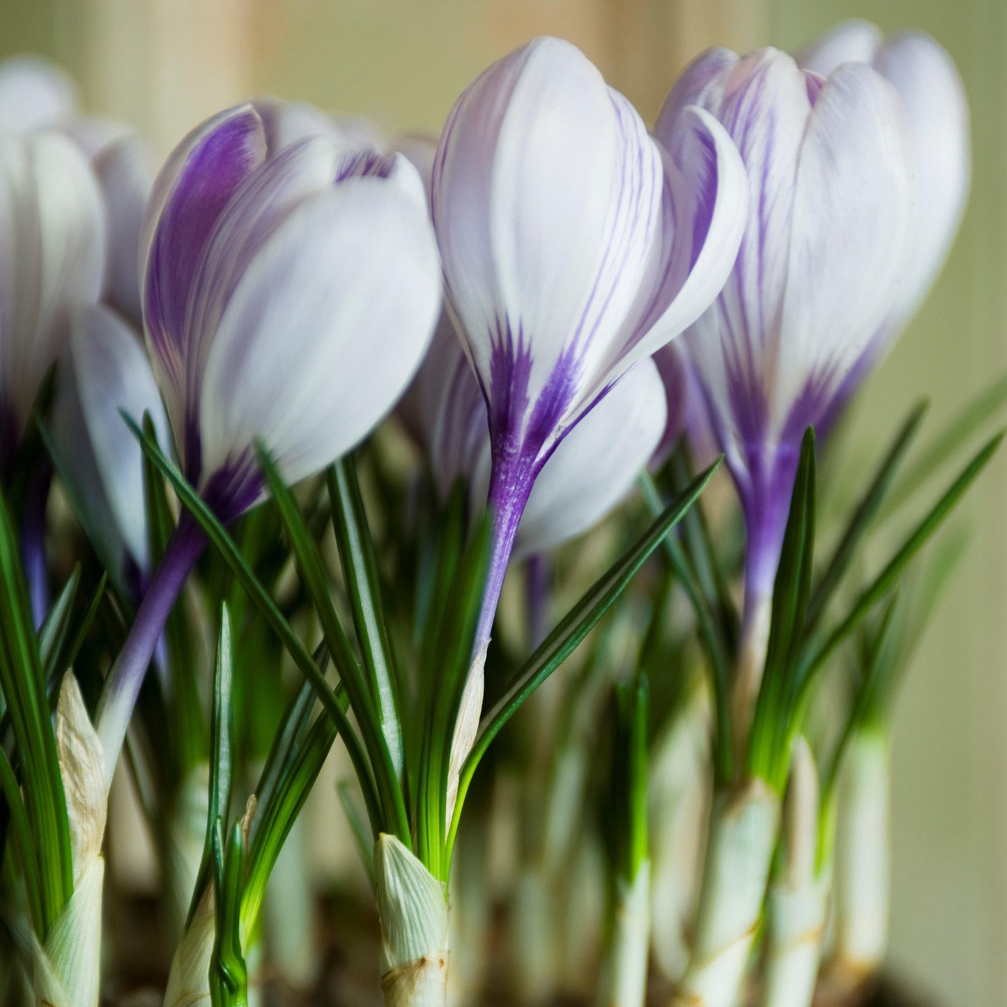 Crocus - King of the Striped