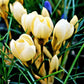 Crocus - Cream Beauty (Fragrant)