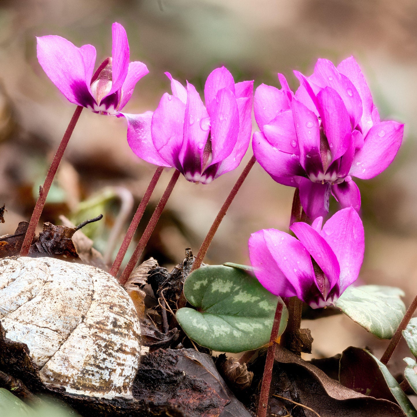 Cyclamen - Angel Flutter Mix