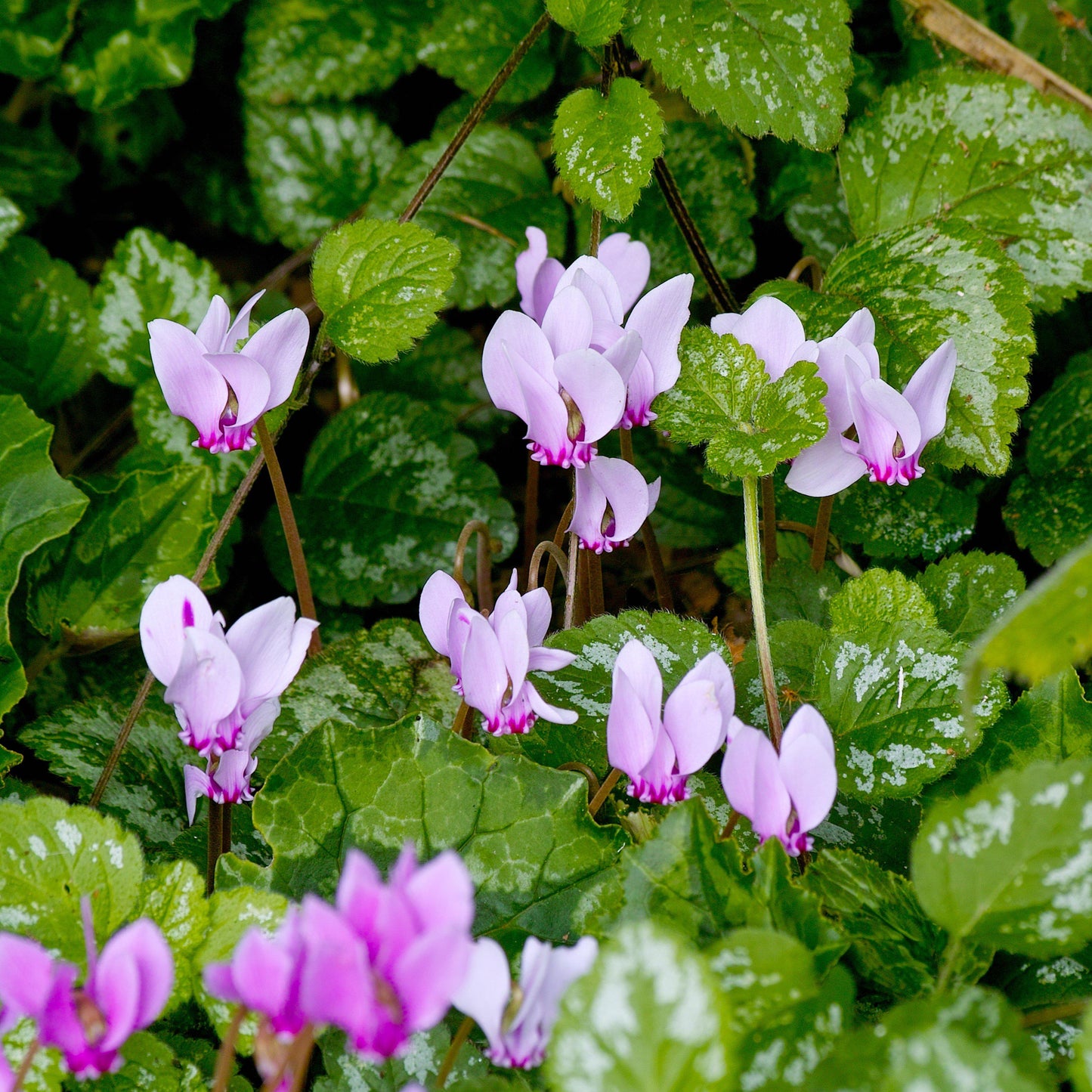 Cyclamen - Angel Flutter Mix