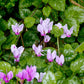 Cyclamen - Hederifolium (Hardy)