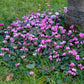 Cyclamen - Angel Flutter Mix