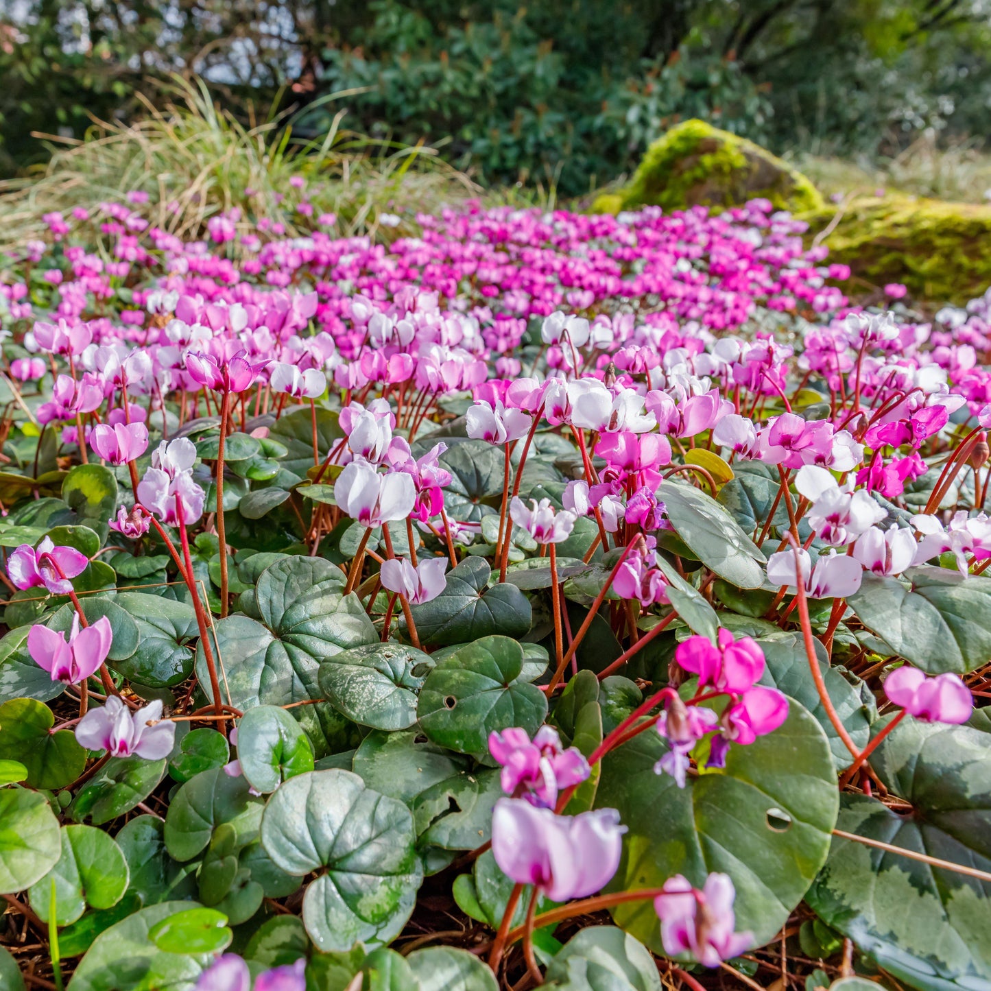 Cyclamen - Angel Flutter Mix