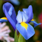 Dutch Iris - Blue Diamond
