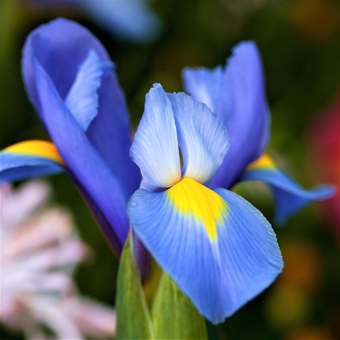 Dutch Iris - Blue Diamond