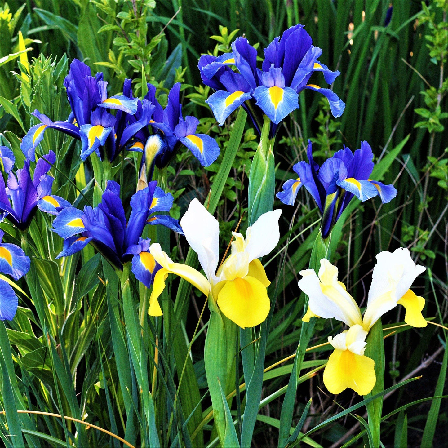 Dutch Iris - Spring Royalty Mix