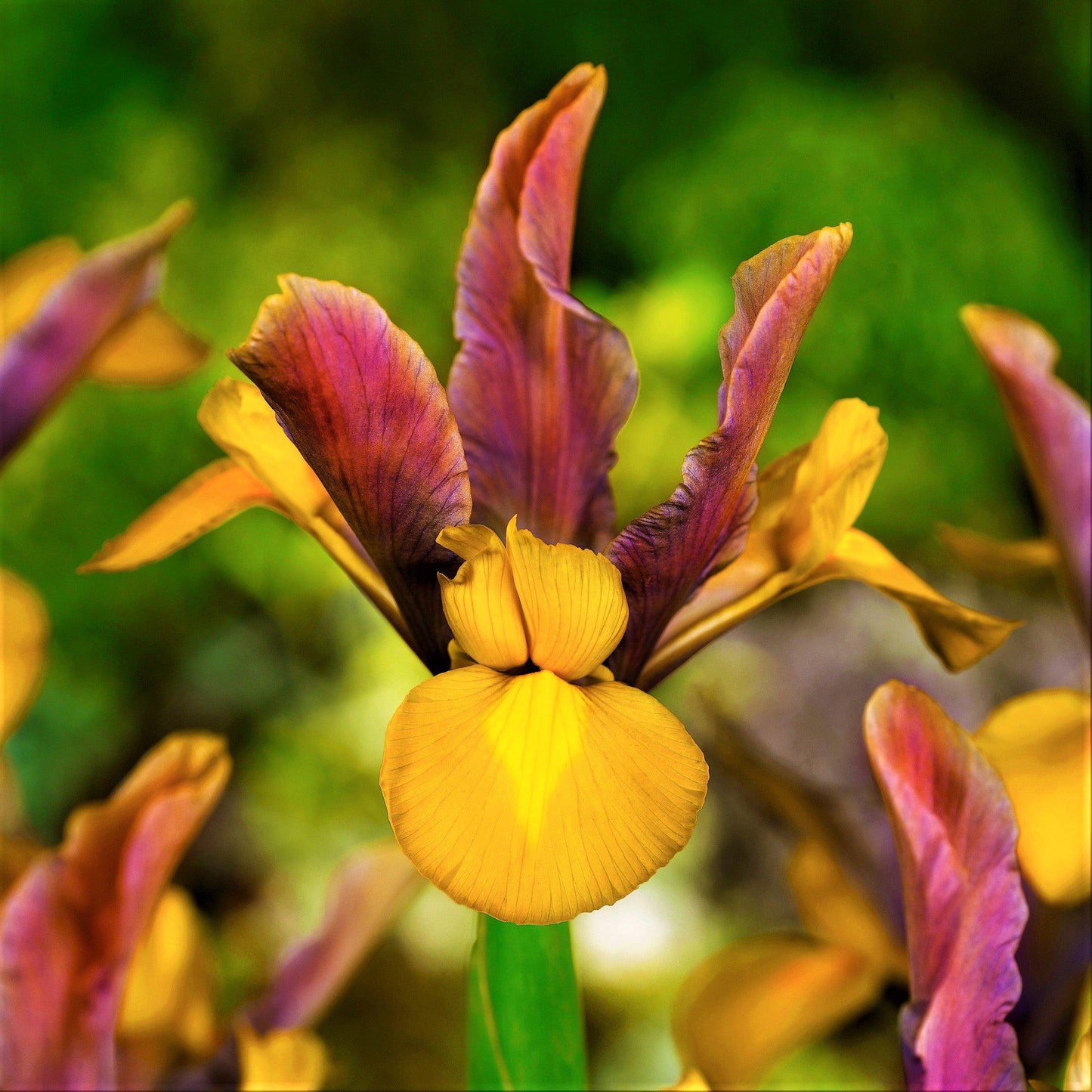 Dutch Iris - Spring Sparkle Mix