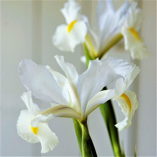 Dutch Iris - Casa Blanca