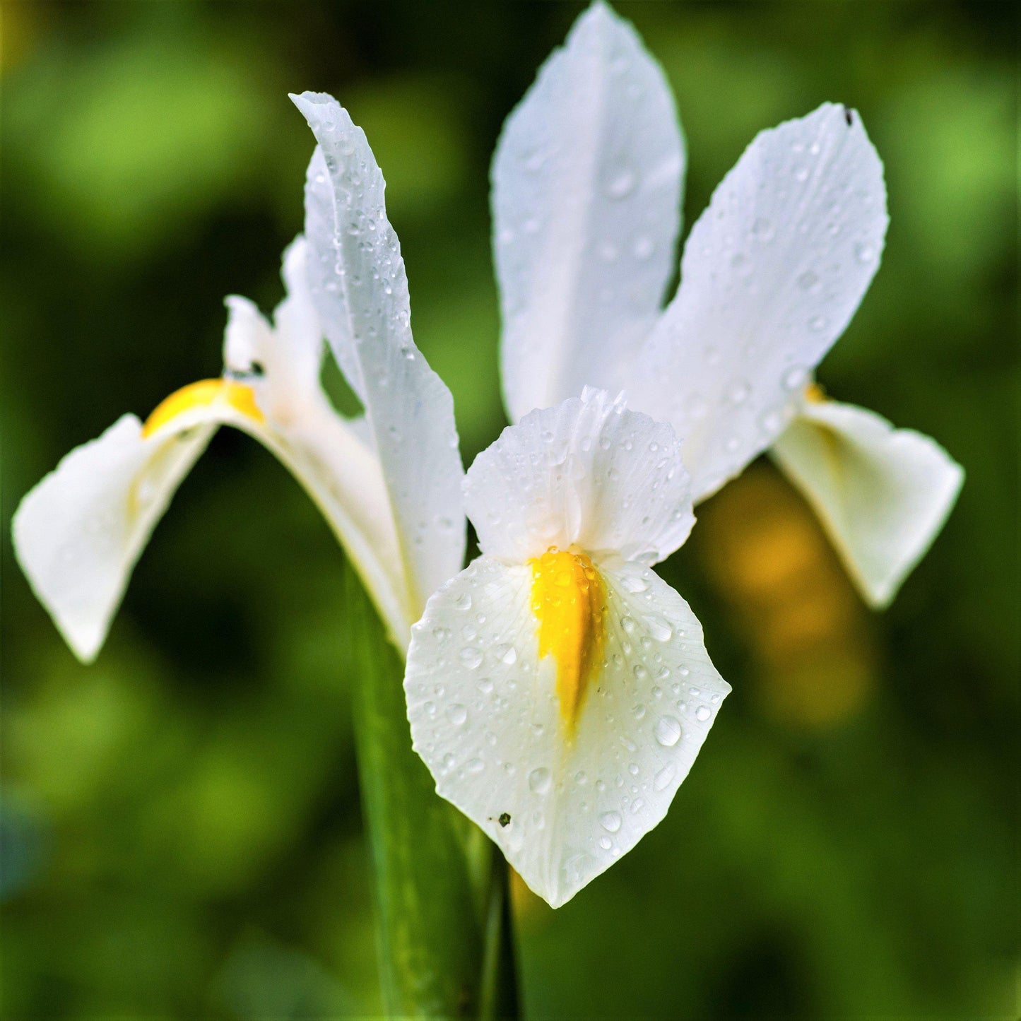 Dutch Iris - Spring Sparkle Mix