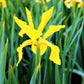 Dutch Iris - Spring Royalty Mix
