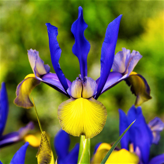 Dutch Iris - Spring Sparkle Mix