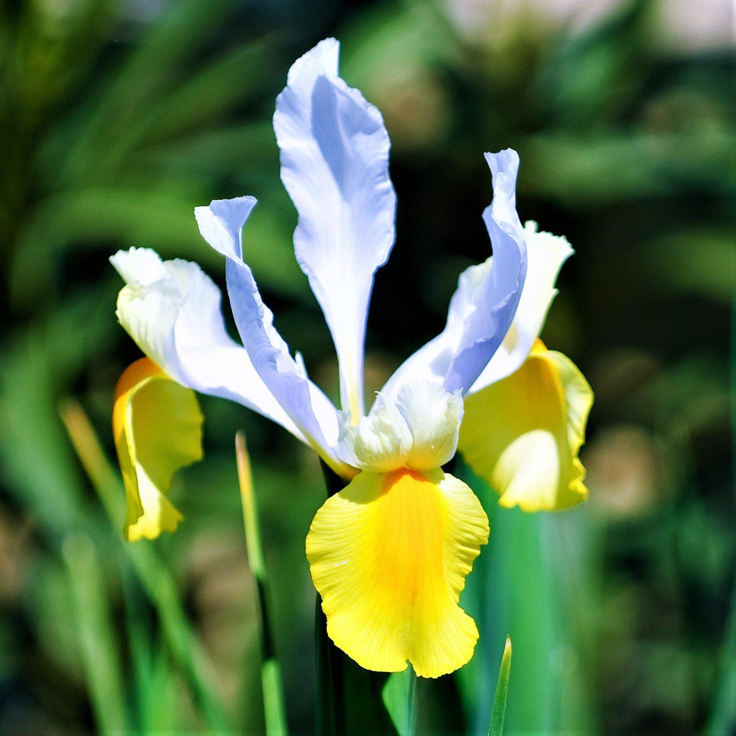 Dutch Iris - Spring Royalty Mix