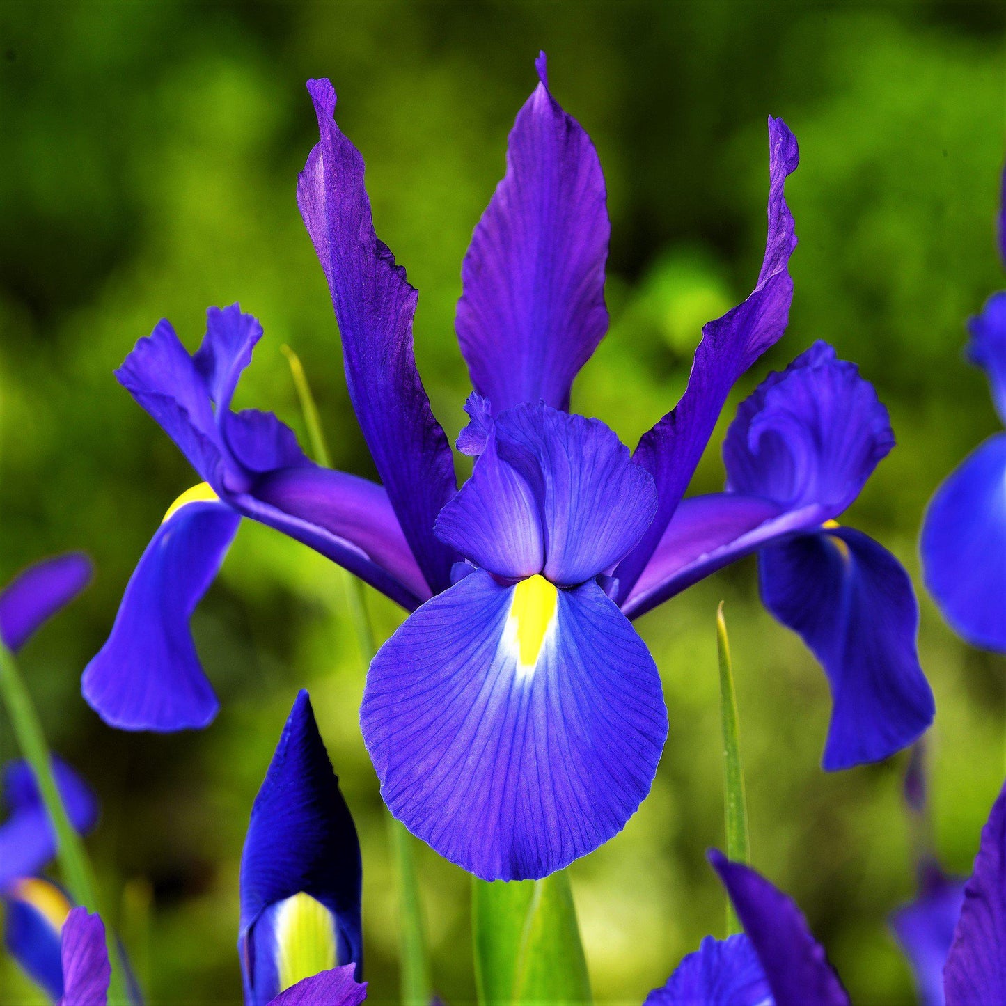 Dutch Iris - Spring Sparkle Mix