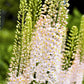 Eremurus - Shelford Hybrid Mix