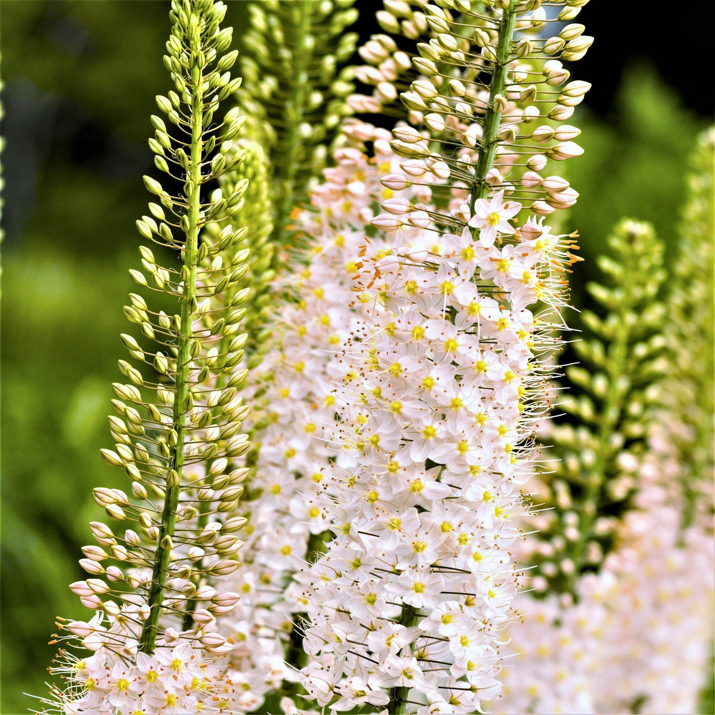 Eremurus - Shelford Hybrid Mix