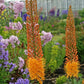 Eremurus - Rexona
