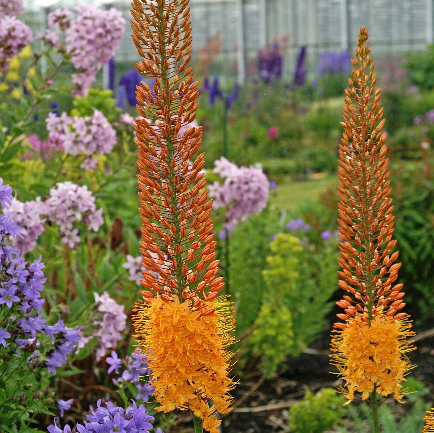 Eremurus - Rexona