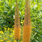 Eremurus - Rexona
