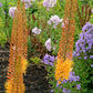 Eremurus - Rexona