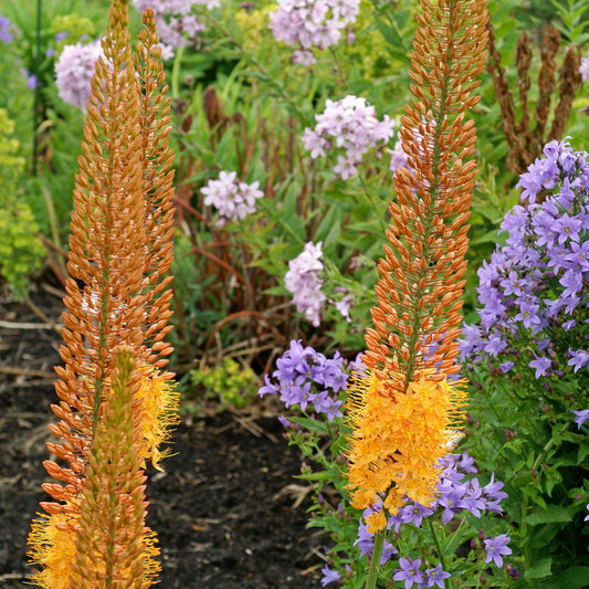 Eremurus - Rexona
