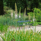 Eremurus - Robustus