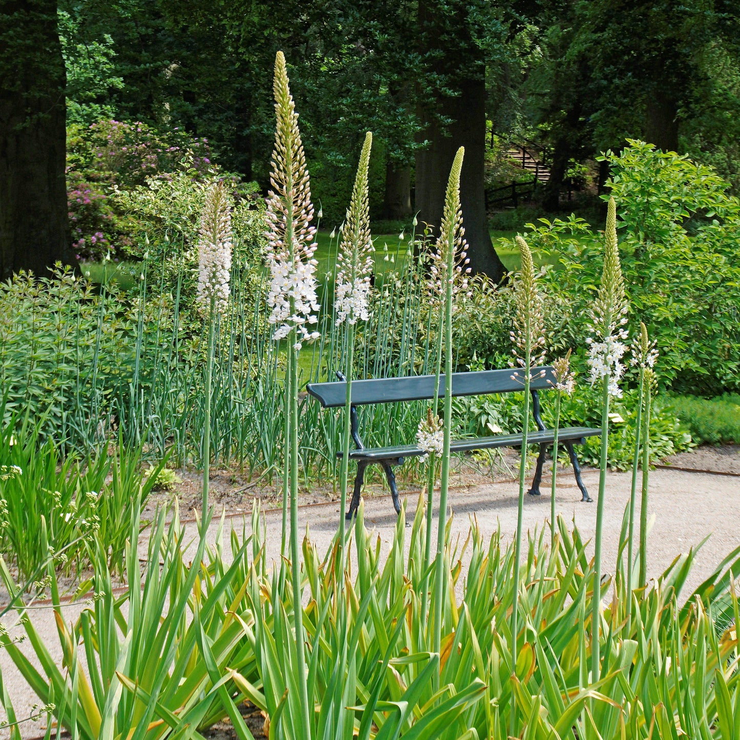 Eremurus - Robustus