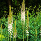 Eremurus - Robustus