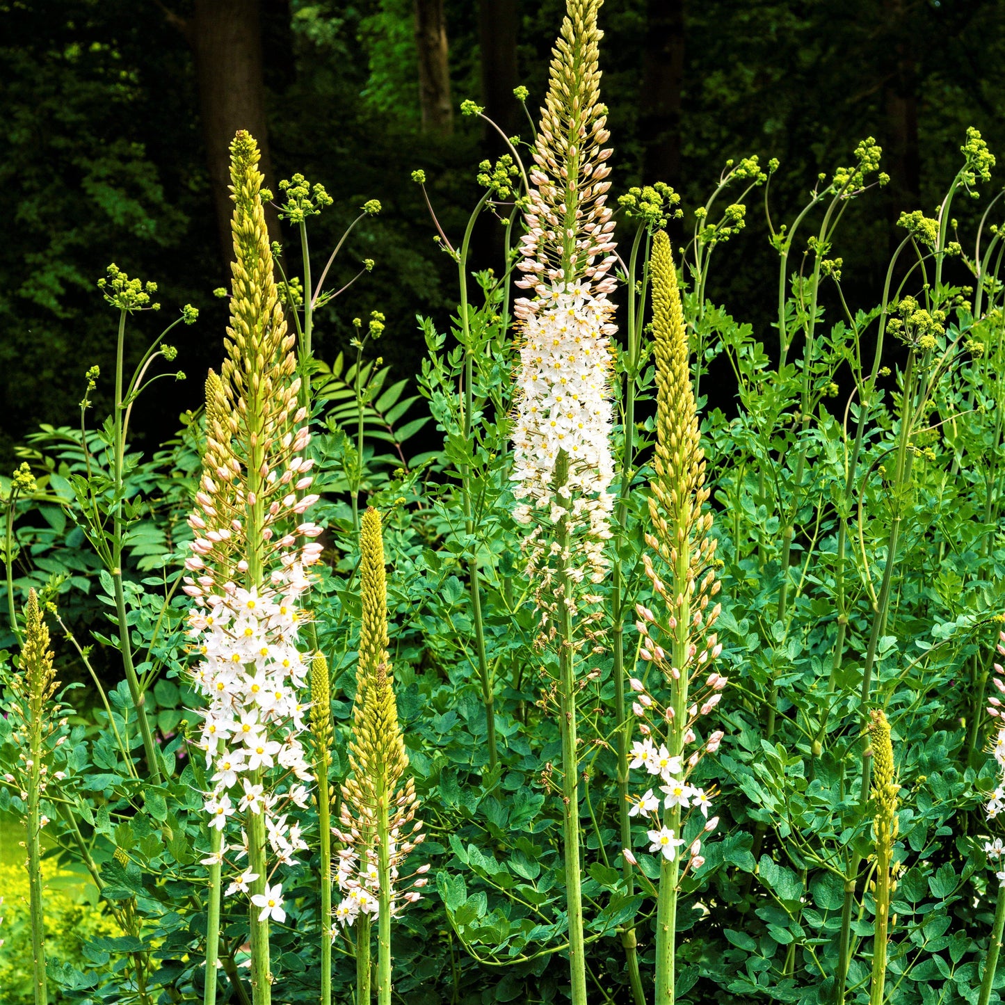Eremurus - Robustus