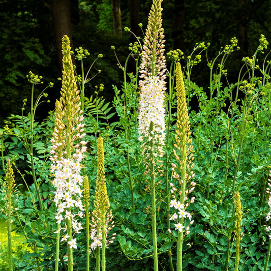 Eremurus - Robustus