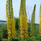 Eremurus - Stenophyllus Bungei