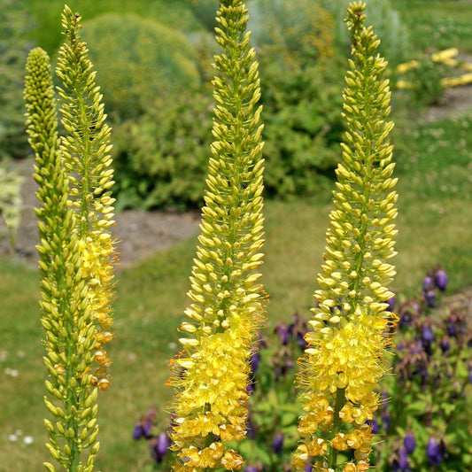 Eremurus - Stenophyllus Bungei