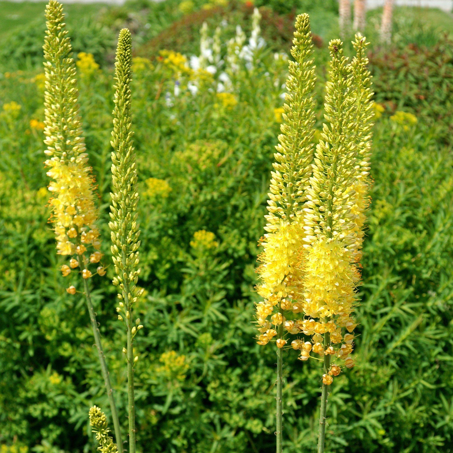 Eremurus - Shelford Hybrid Mix