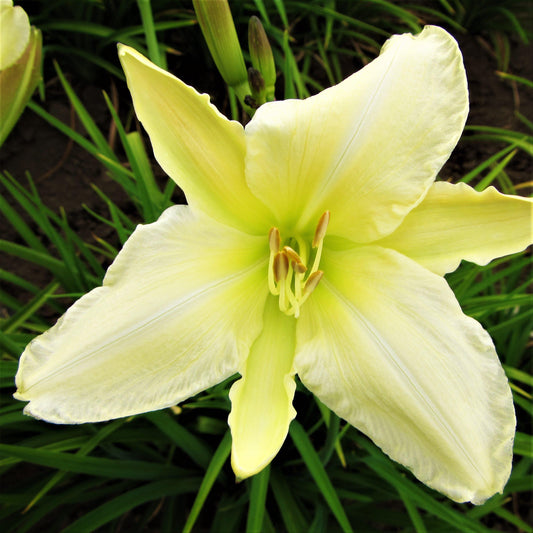 Daylily - Gentle Shepherd
