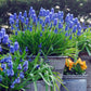 Muscari - Grape Hyacinth Blue