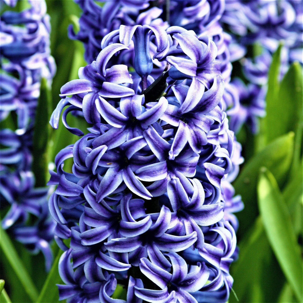 Sunny Day Blend - Tulip Bulbs & Hyacinth Blend Blooms Species Growing Bonsai Roots Rhizomes Corms Tubers Potted Planting Reblooming Fragrant Garden Flower Seeds Plant