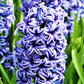 Blue Jacket Hyacinth Bulbs Blooms Species Growing Bonsai Roots Rhizomes Corms Tubers Potted Planting Reblooming Fragrant Garden Flower Seeds Plant Gardening