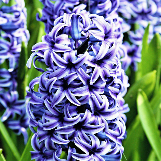 Blue Jacket Hyacinth Bulbs Blooms Species Growing Bonsai Roots Rhizomes Corms Tubers Potted Planting Reblooming Fragrant Garden Flower Seeds Plant Gardening