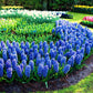 Blue Jacket Hyacinth Bulbs Blooms Species Growing Bonsai Roots Rhizomes Corms Tubers Potted Planting Reblooming Fragrant Garden Flower Seeds Plant Gardening