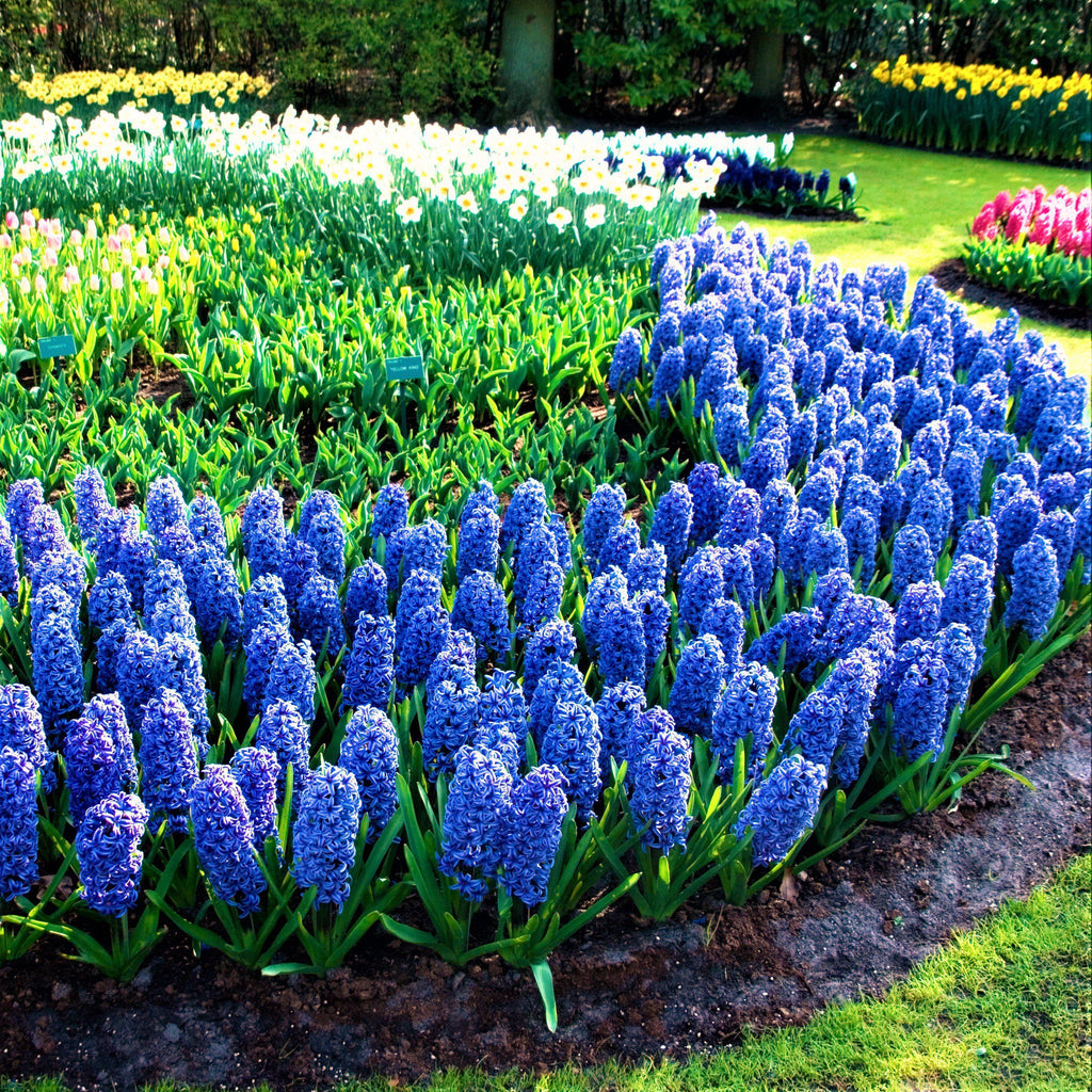 Blue Jacket Hyacinth Bulbs Blooms Species Growing Bonsai Roots Rhizomes Corms Tubers Potted Planting Reblooming Fragrant Garden Flower Seeds Plant Gardening
