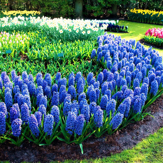 Blue Jacket Hyacinth Bulbs Blooms Species Growing Bonsai Roots Rhizomes Corms Tubers Potted Planting Reblooming Fragrant Garden Flower Seeds Plant Gardening