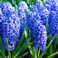 Blue Jacket Hyacinth Bulbs Blooms Species Growing Bonsai Roots Rhizomes Corms Tubers Potted Planting Reblooming Fragrant Garden Flower Seeds Plant Gardening