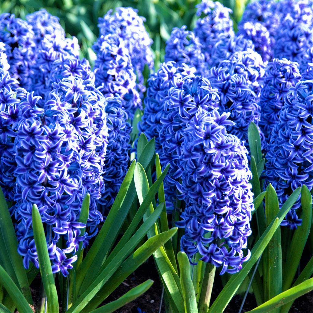 Blue Jacket Hyacinth Bulbs Blooms Species Growing Bonsai Roots Rhizomes Corms Tubers Potted Planting Reblooming Fragrant Garden Flower Seeds Plant Gardening