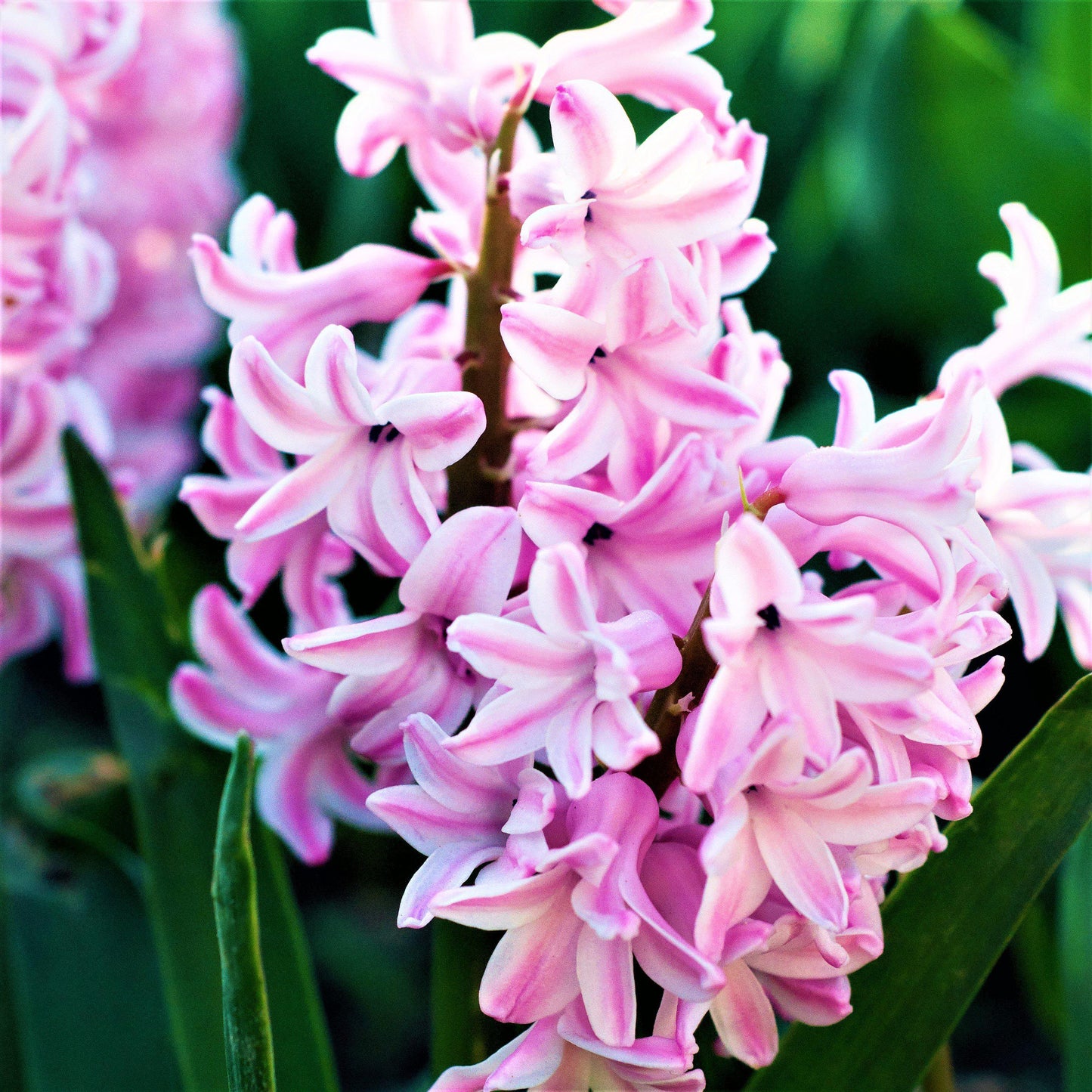 Hyacinth - Sweet Berries Mix