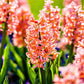 Hyacinth - Gypsy Queen