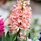 Hyacinth - Gypsy Queen