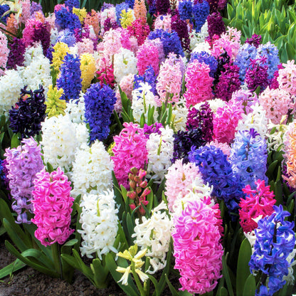 Hyacinth - Fragrant Path Mix