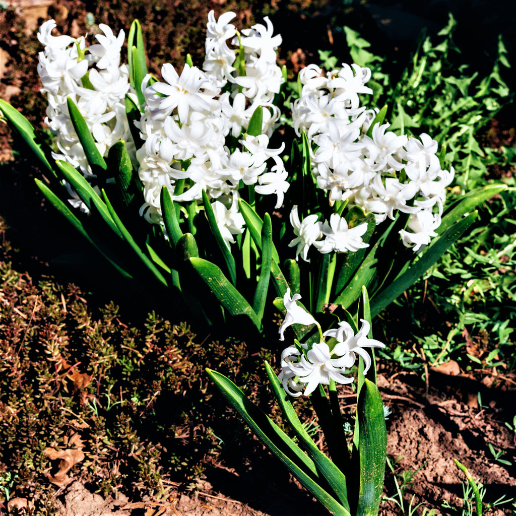 White Pearl Hyacinth Bulbs Blooms Species Growing Bonsai Roots Rhizomes Corms Tubers Potted Planting Reblooming Fragrant Garden Flower Seeds Plant Gardening