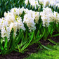 White Pearl Hyacinth Bulbs Blooms Species Growing Bonsai Roots Rhizomes Corms Tubers Potted Planting Reblooming Fragrant Garden Flower Seeds Plant Gardening